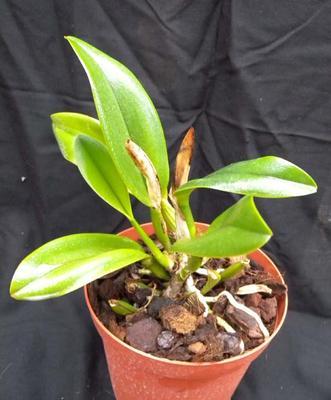 Orchidej Cattleya - mladá rostlina