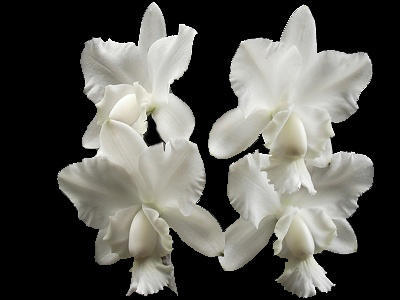 Cattleya dolosa v, alba - 1