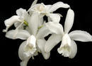 Cattleya intermedia var. alba 'Floralia' BM/DOG - 1/4