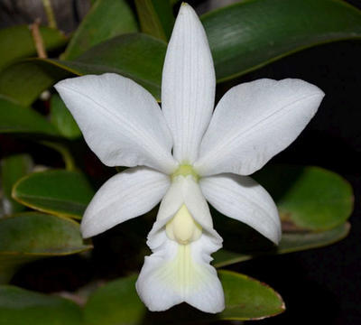 Cattleya nobilior var. alba - 1