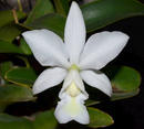 Cattleya nobilior var. alba - 1/3
