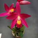 C.Chian-Tzy Guiding ‘Chian-Tzy Red Top’ - 1/4