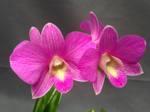 Dendrobium Cherry Song 'CT-Pink Lady' - 1