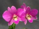 Dendrobium Cherry Song 'CT-Pink Lady' - 1/2