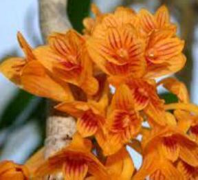 Dendrobium bullenianum - 1