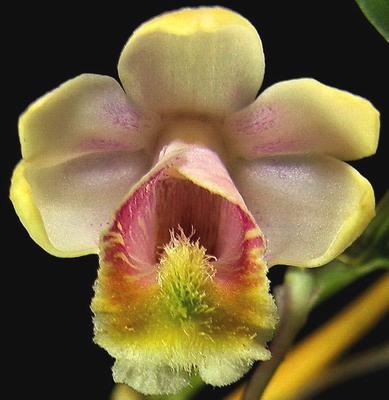 Dendrobium chittimae - 1