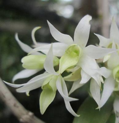 Dendrobium cuspidatum - 1