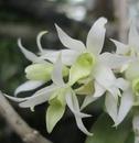 Dendrobium cuspidatum - 1/4