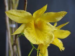 Dendrobium dixanthum - 1
