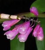 Dendrobium erosum - 1