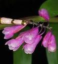 Dendrobium erosum - 1/2