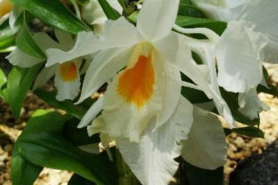 Dendrobium formosum - 1