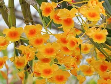 Dendrobium lindleyi - 1