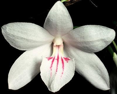 Dendrobium papilio - 1