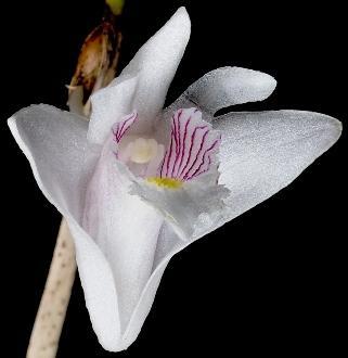 Dendrobium pseudoequitans - 1