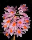 Dendrobium pseudoglomeratum - 1/3
