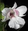 Dendrobium sanderae var. luzonica - 1/3