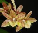 Dendrobium serratilabium - 1/2