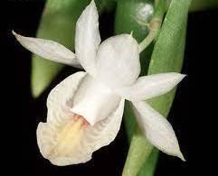 Dendrobium trinervium - 1