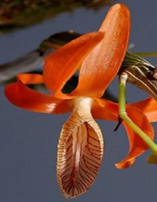 Dendrobium unicum - 1