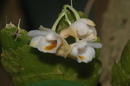 Dendrobium ypsilon - 1/3