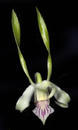 Dendrobium antennatum - 1/5