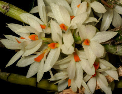 Dendrobium bracteosum - 1