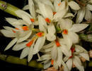 Dendrobium bracteosum - 1/4