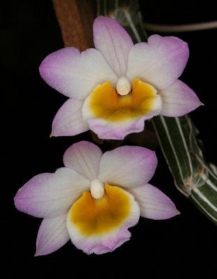 Dendrobium crepidatum - 1