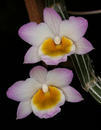 Dendrobium crepidatum - 1/2