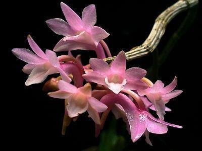 Dendrobium intricatum - 1