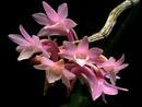 Dendrobium intricatum - 1/3