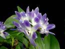 Dendrobium victoria reginae - 1/2