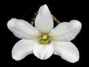 Dendrobium auriculatum - 1/3
