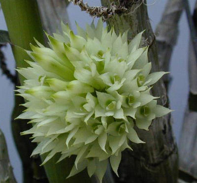 Dendrobium capituliflorum - 1