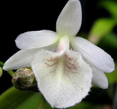 Dendrobium cretaceum - 1
