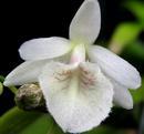 Dendrobium cretaceum - 1/4