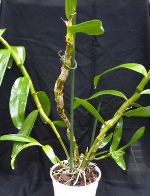 Hybridní orchidej - Dendrobium nobile
