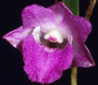 Dendrobium lancifolium - 1