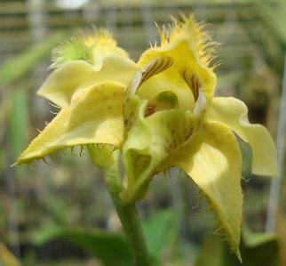 Dendrobium setigerum - 1