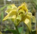 Dendrobium setigerum - 1/3
