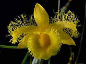 Dendrobium harveyanum - 1