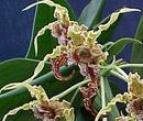 Dendrobium spectabile - 1/3