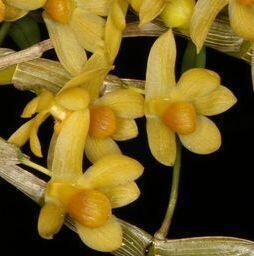 Dendrobium chrysocrepis - 1
