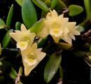 Dendrobium pachyphyllum - 1/3