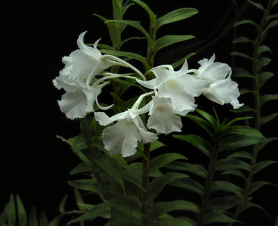Dendrobium pantherinum - 1