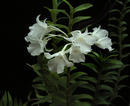 Dendrobium pantherinum - 1/3