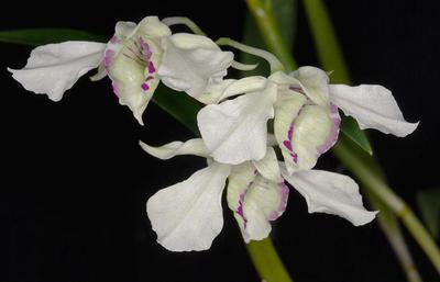 Dendrobium rhodostictum - 1
