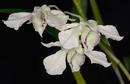 Dendrobium rhodostictum - 1/2