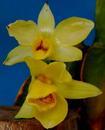 Dendrobium sulcatum - 1/2